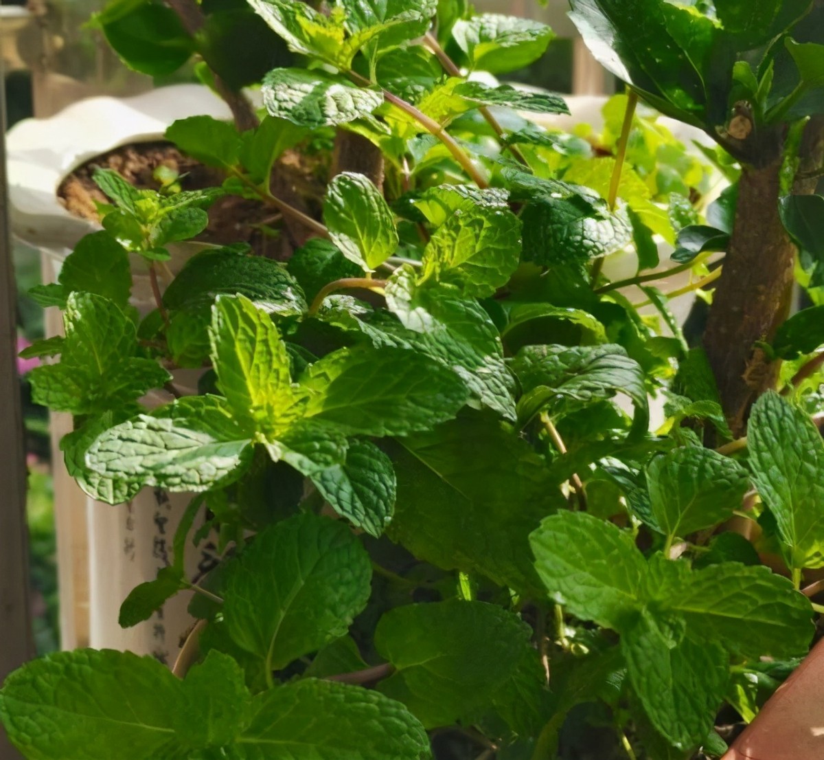 邻居盆栽多蚊虫怎么办呢,邻居养花滋生蚊虫怎么解决