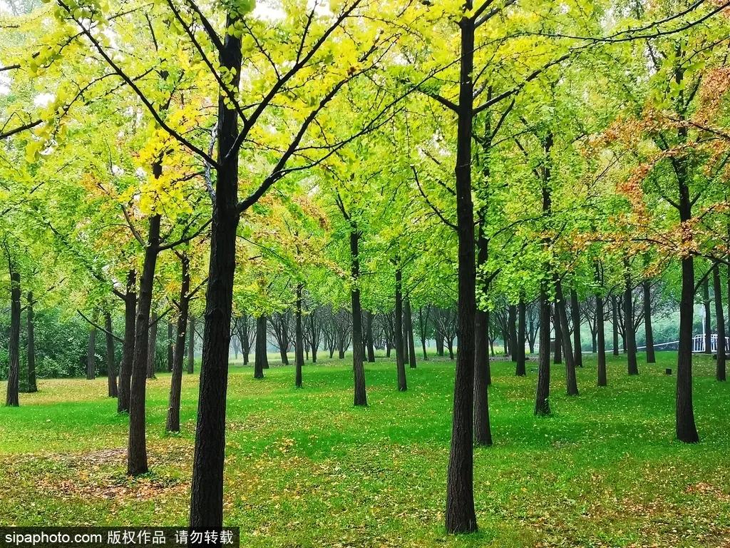 部分免费！北京赏秋“性价比”最高选择都在这儿了！