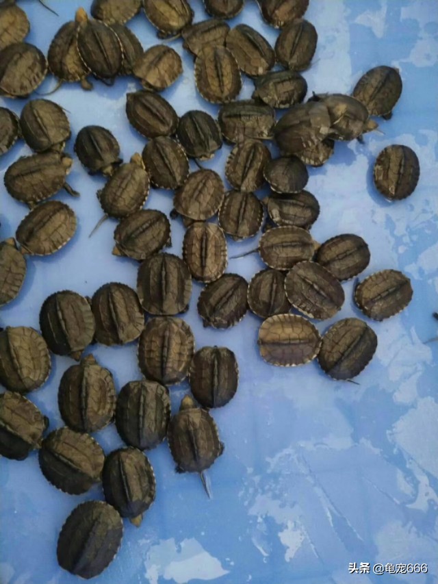 历年龟价走势如何,2024年龟行情走势