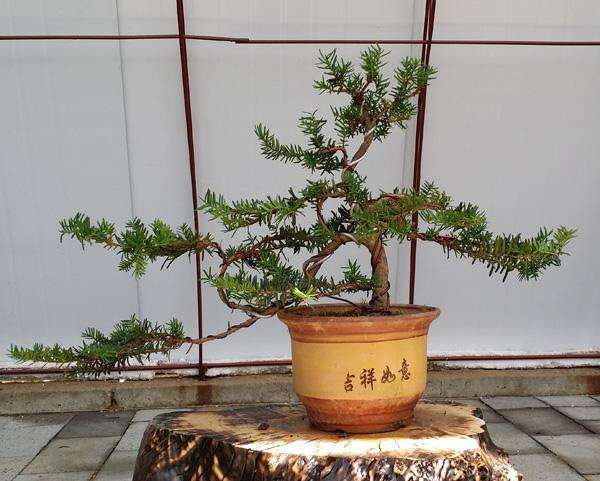 红豆杉盆景制作技巧视频,红豆杉盆景有什么造型