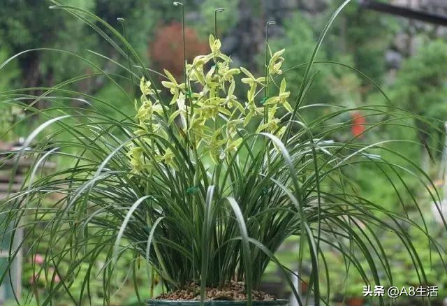 兰花蕙兰十大名品,蕙兰名品大全欣赏