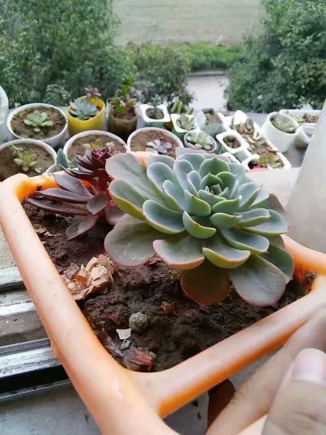 多肉一直放在散射光可以吗,多肉一直养在室内可以吗