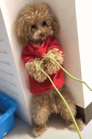 怎么样的惩罚能让泰迪咬人,怎样训泰迪让泰迪听话