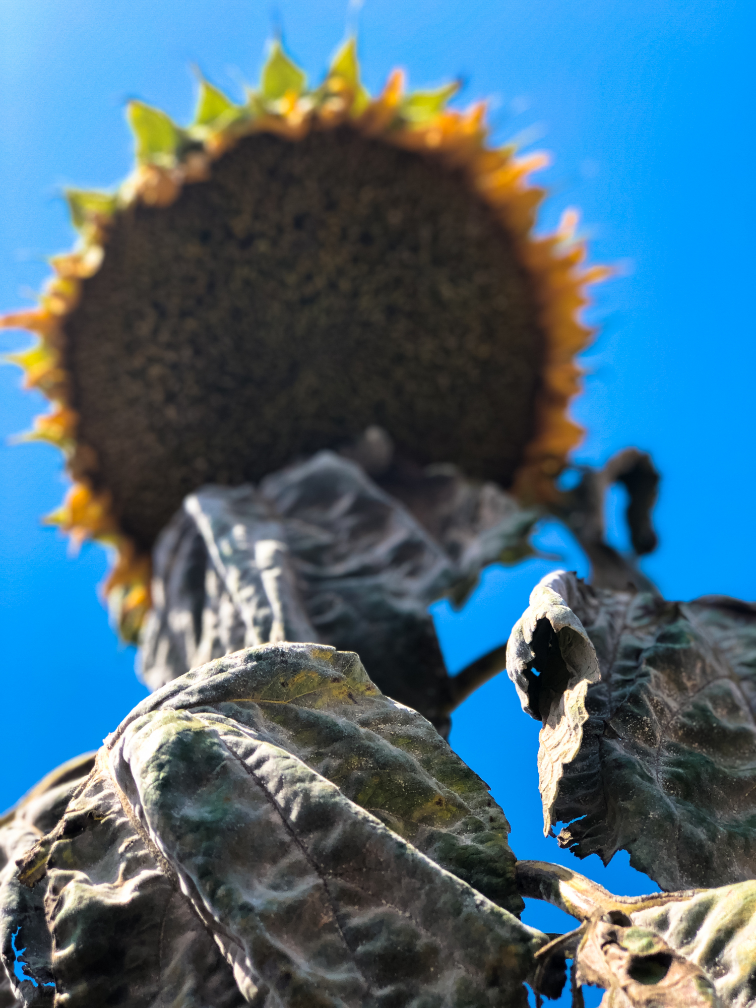 仰望向日葵的遐想，物各有性，人亦然，愿你一路繁华，陌上花开