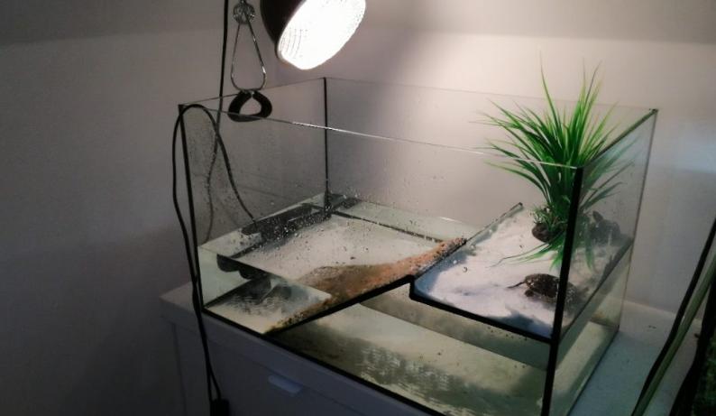 清理乌龟身上的东西,怎么清理乌龟身上的青苔