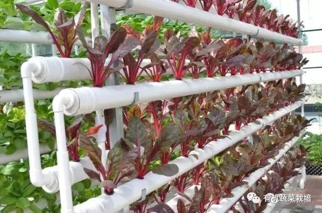 无土栽培技术科普知识大全,无土栽培的优点大家可以了解一下