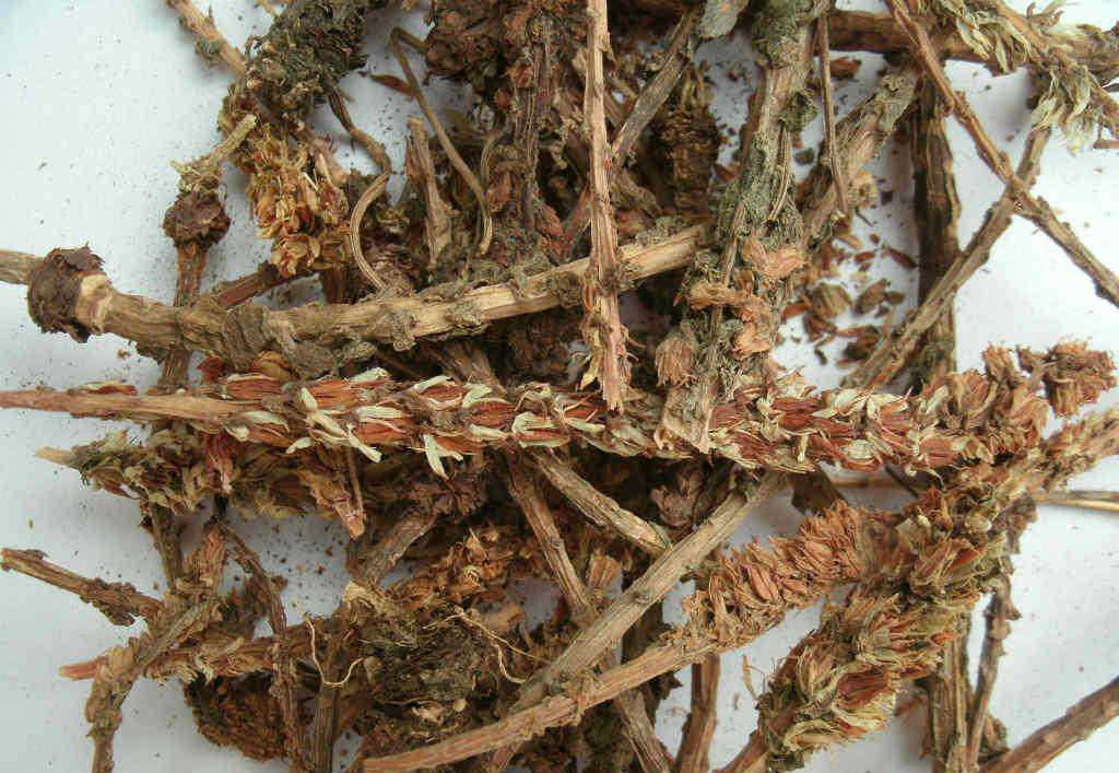 中药材瓦松怎么制作,中药材瓦松治什么病