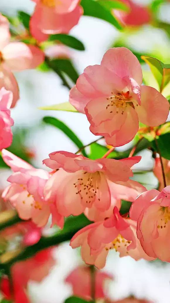 赏花时间表,赏花季节及图片