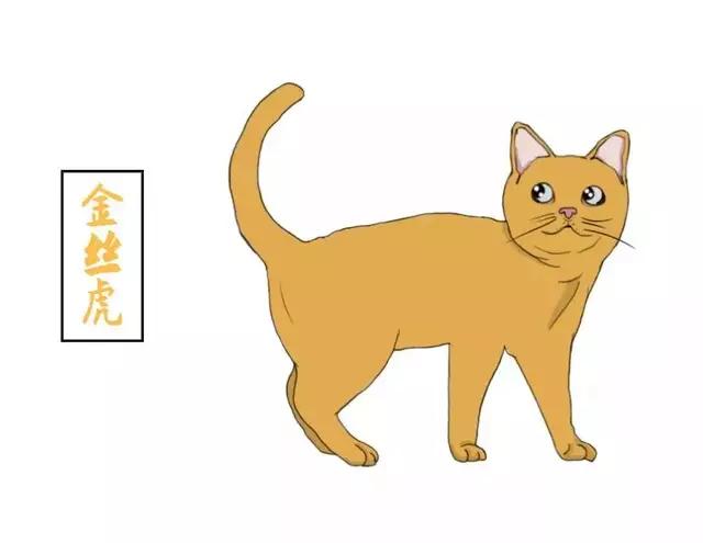 黄狸花猫咪名字,猫咪老师的花名有哪些