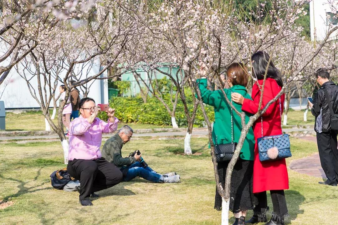 深圳隐秘风景,深圳粉色花海视频