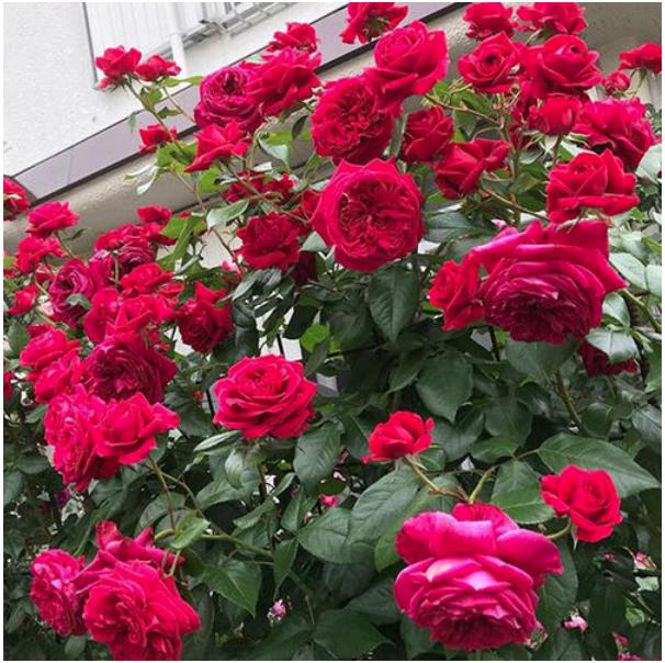 适合院子种的藤本月季品种,好养的藤本月季品种有哪些优点