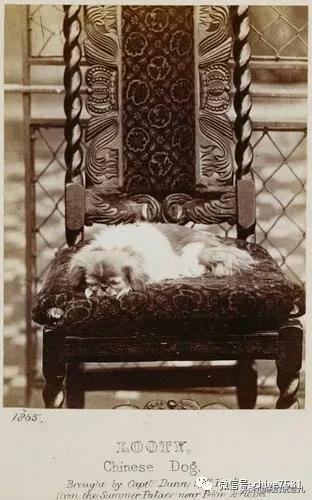 京巴狗与西藏狗,京巴犬和西班牙獒