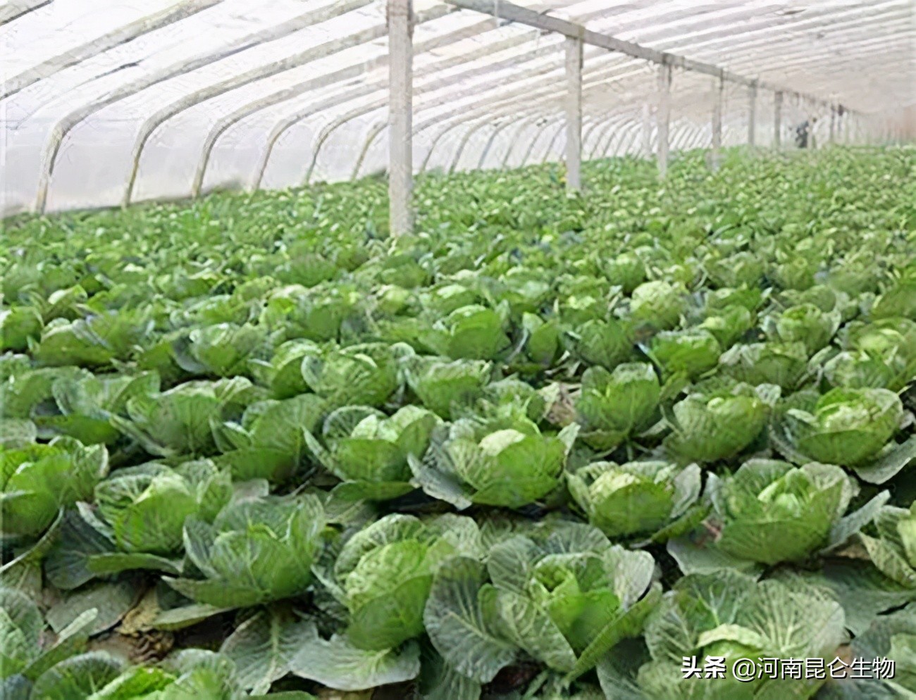 甘蓝烂心腐烂是什么病,甘蓝枯萎病最佳治疗方法