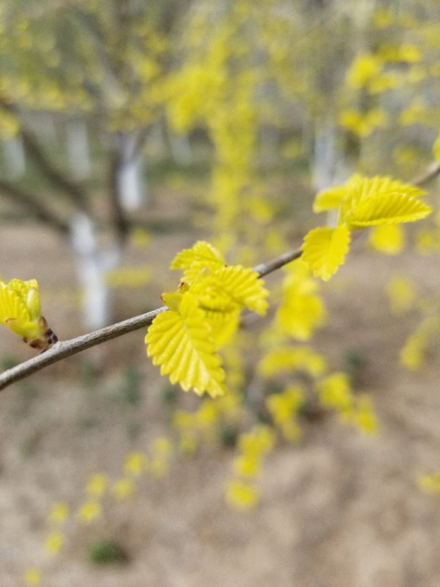 植物树球造型图片,园林灌木树球