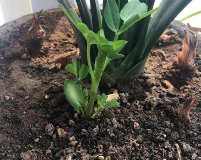 施肥过多了怎么补救,施肥过多的补救措施是