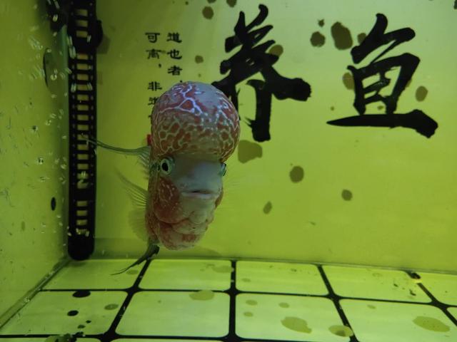 鱼缸加热用什么材质好,鱼缸加热管用多大合适