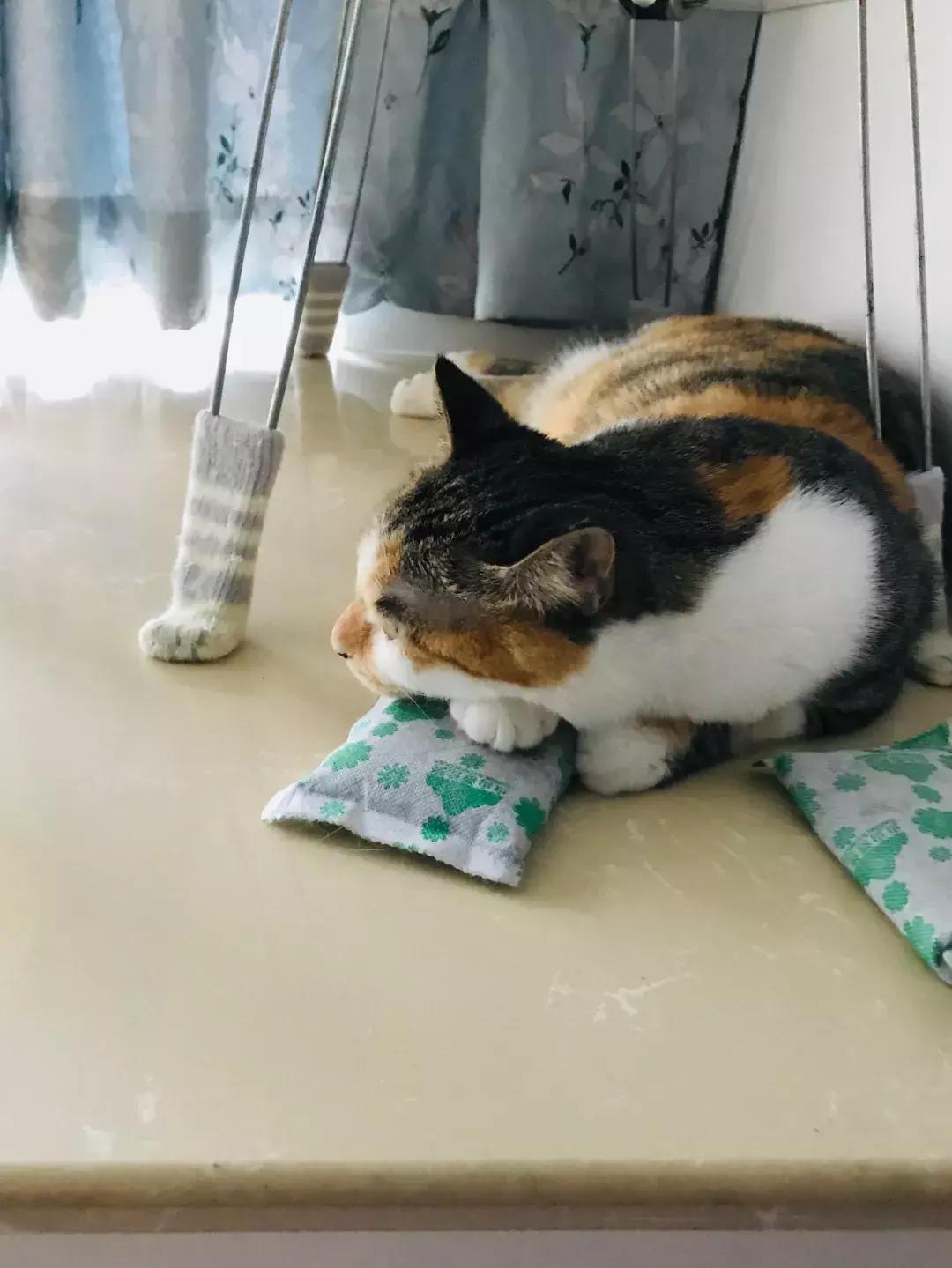 小佩猫窝布偶,小佩猫窝事件