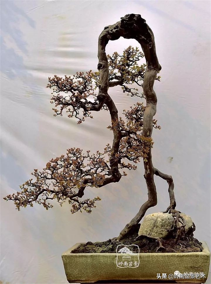 以根代杆下细上粗式盆景图片,十种适合吊着养的盆景