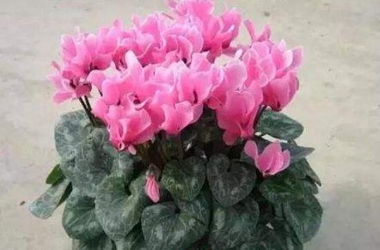 仙客来烂根怎么办,仙客来烂根处理方法