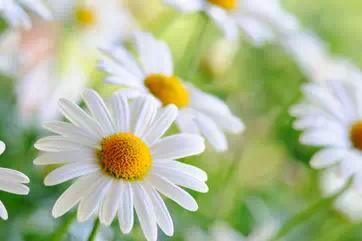 各月出生花,农历几月几日出生代表什么花