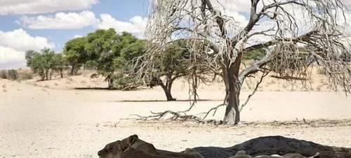 为什么人类的毛发无限长,为什么人类那么奇怪