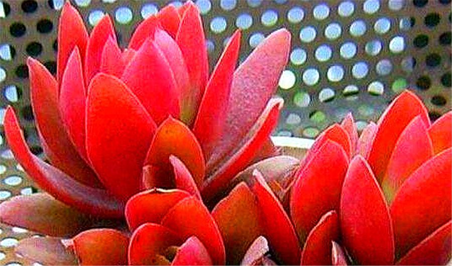 多肉火祭不爆侧芽怎么办,多肉火祭为什么不红