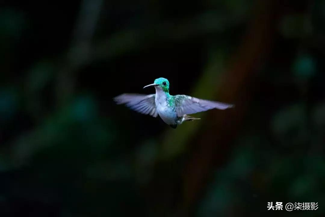 各种对焦模式的适用范围,聚焦区域和自动对焦模式的选择