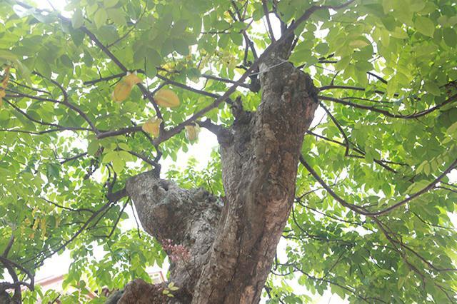 男子花30万买了12年荒地,男子花两百万买树根