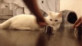 猫咪猜杯子游戏第三关,猫猜杯子游戏
