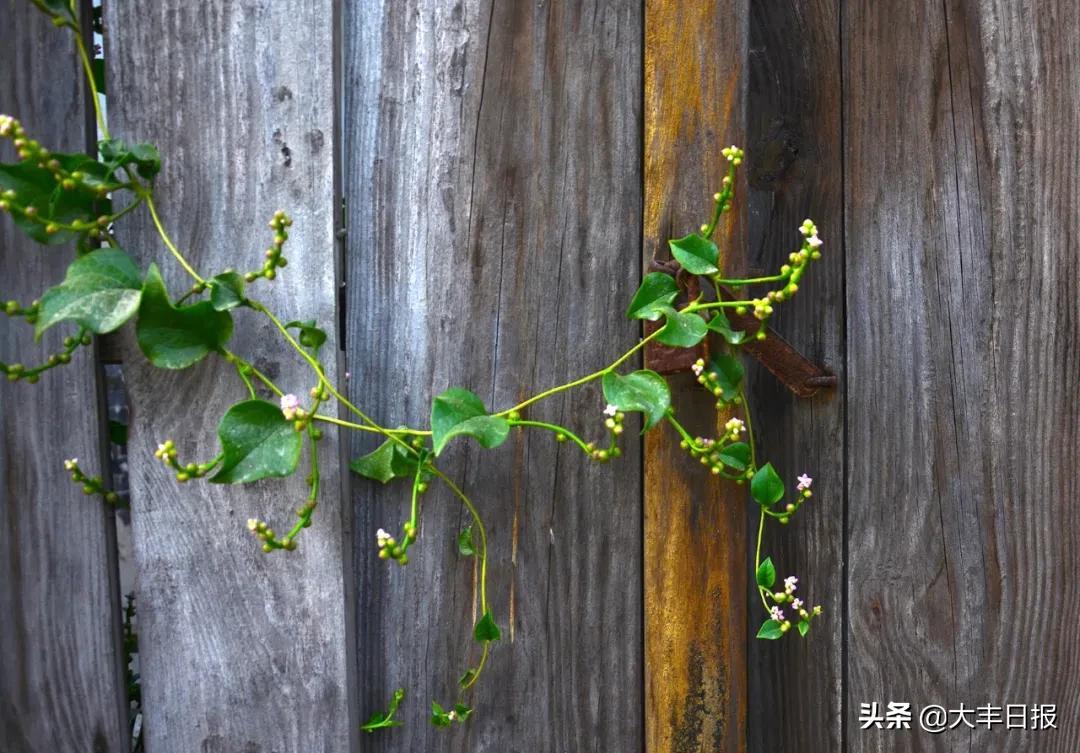 家乡书：耕读勤勉浦家巷木工的新传承