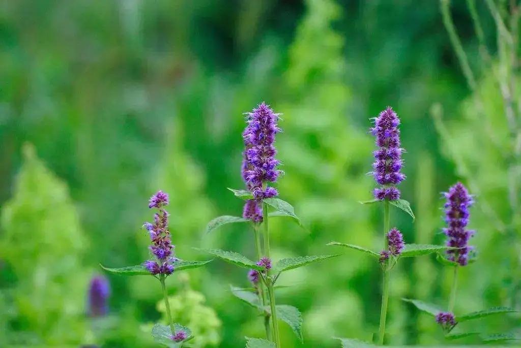 50种·蓝紫色系植物,尊享高贵典雅浪漫的视觉盛宴