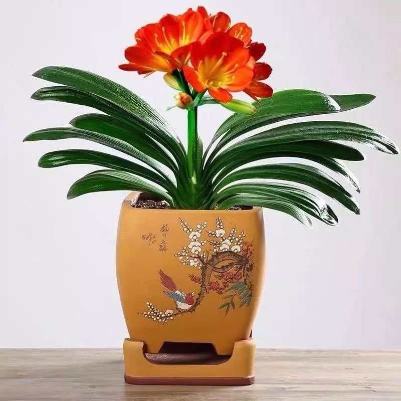 养花公认最美4种花满屋飘香,公认最好养的五种花