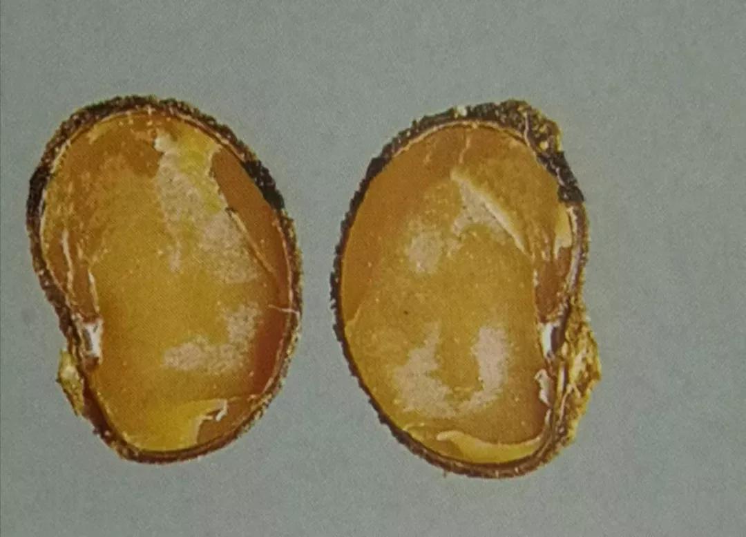 补骨脂可以补骨头吗,骨碎补和补骨脂哪个补骨效果好