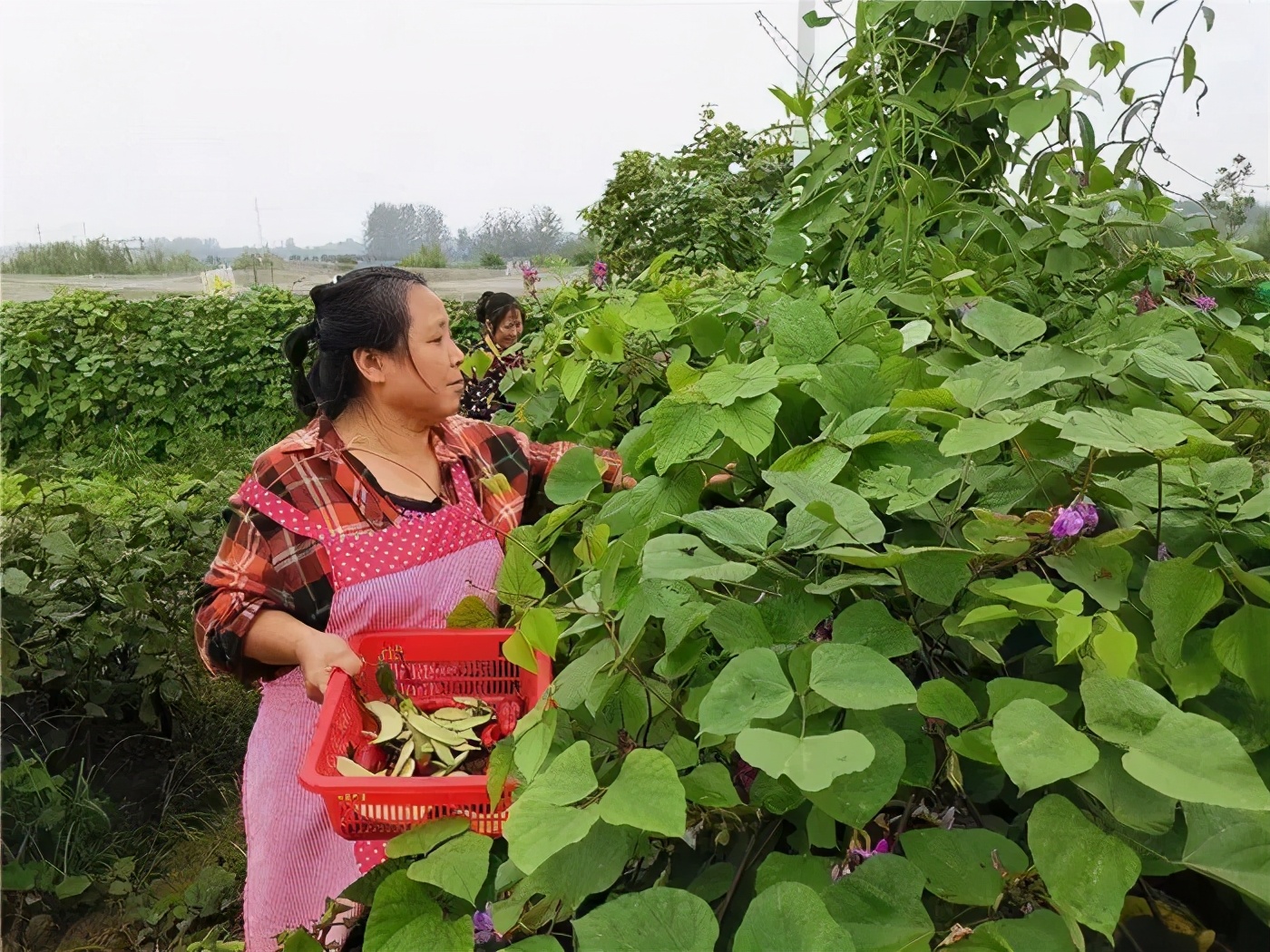十三五脱贫致富奔小康目标,汉川乡村振兴项目建设