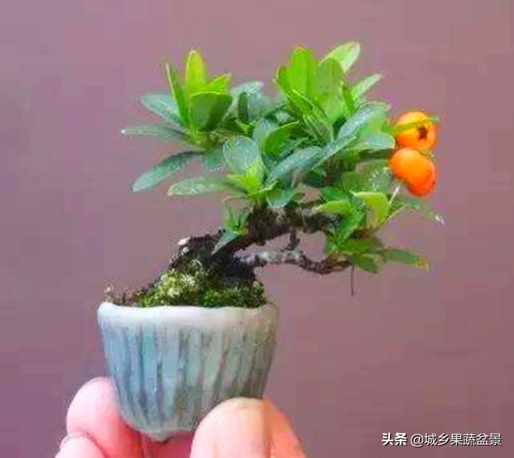 三十多年经验教你制作掌上树桩盆景，形态小巧，造型玲珑别致