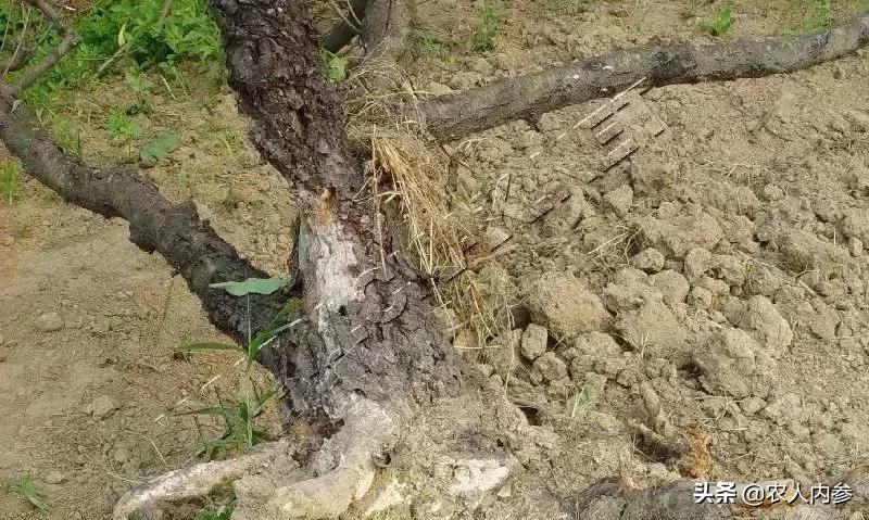 几种果树根部病害的症状识别与防治！
