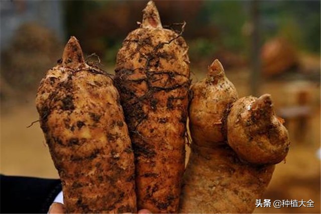 陕西天麻无土栽培种植技术,大田地膜栽培天麻技术