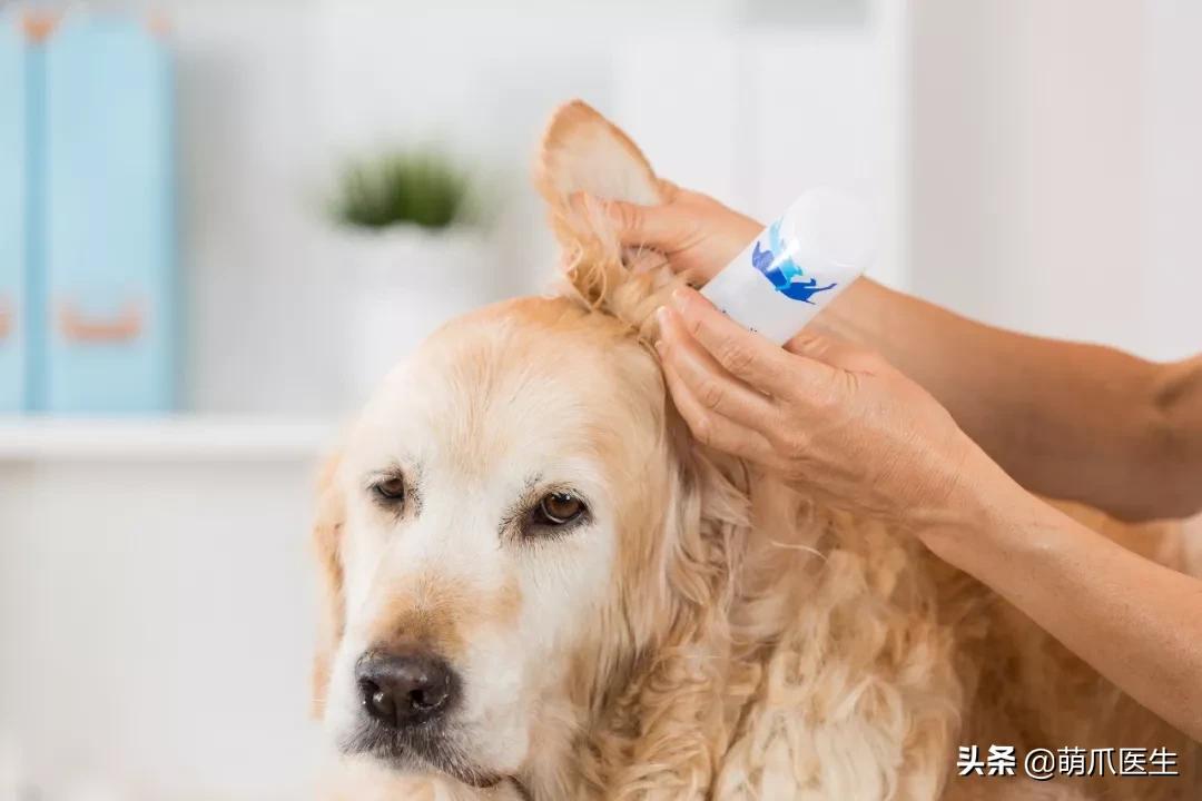 给猫狗清洁耳道切勿用镊子缠棉花捅插，这样做才是正确做法