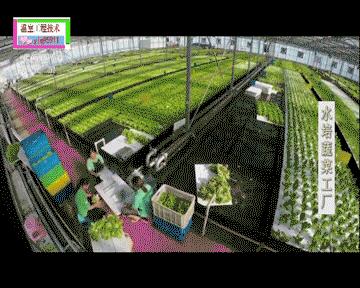 无土栽培发展的问题,无土栽培有什么开发前景