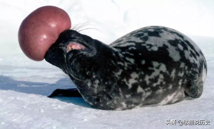 海洋里的哺乳动物是怎么哺乳的,海洋哺乳动物怎么喝水