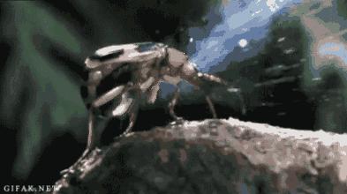 打不过就喷口水、喷排泄物，使用各种“下三滥”招术的动物