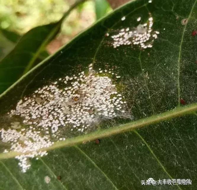 芒果虫害大全图片,芒果花期最令人纠结的虫害是什么