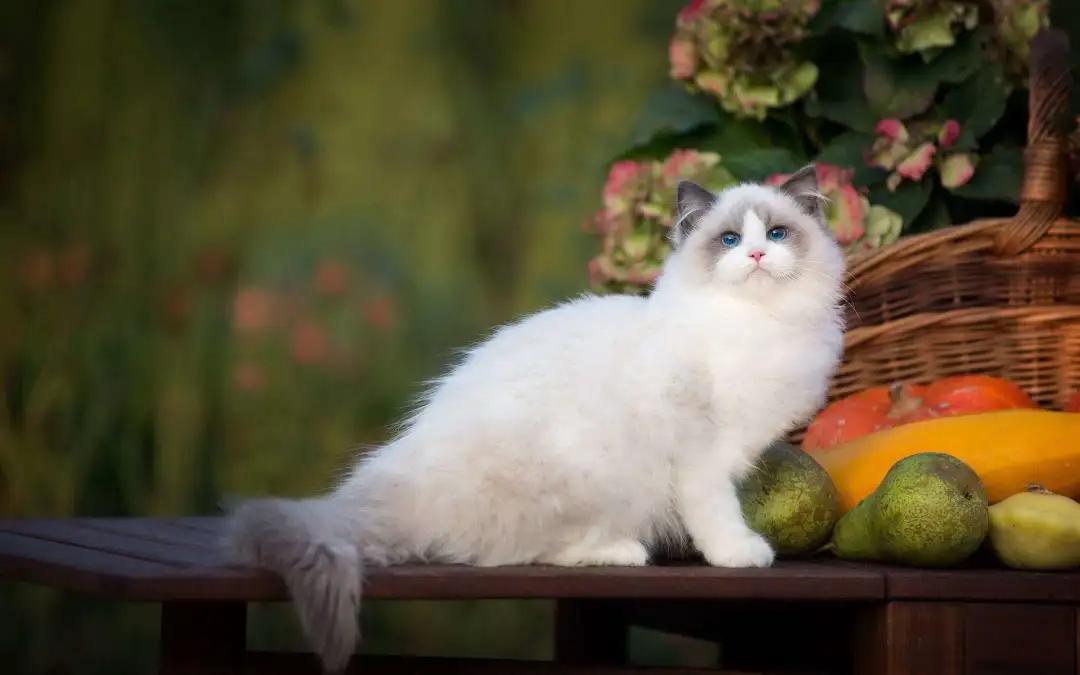 纯种猫可能会得的病,铲屎官怀疑自家猫咪是只法国猫