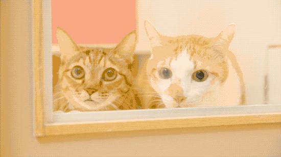 一对夫妻的零浪费生活,自制牙膏洗发水