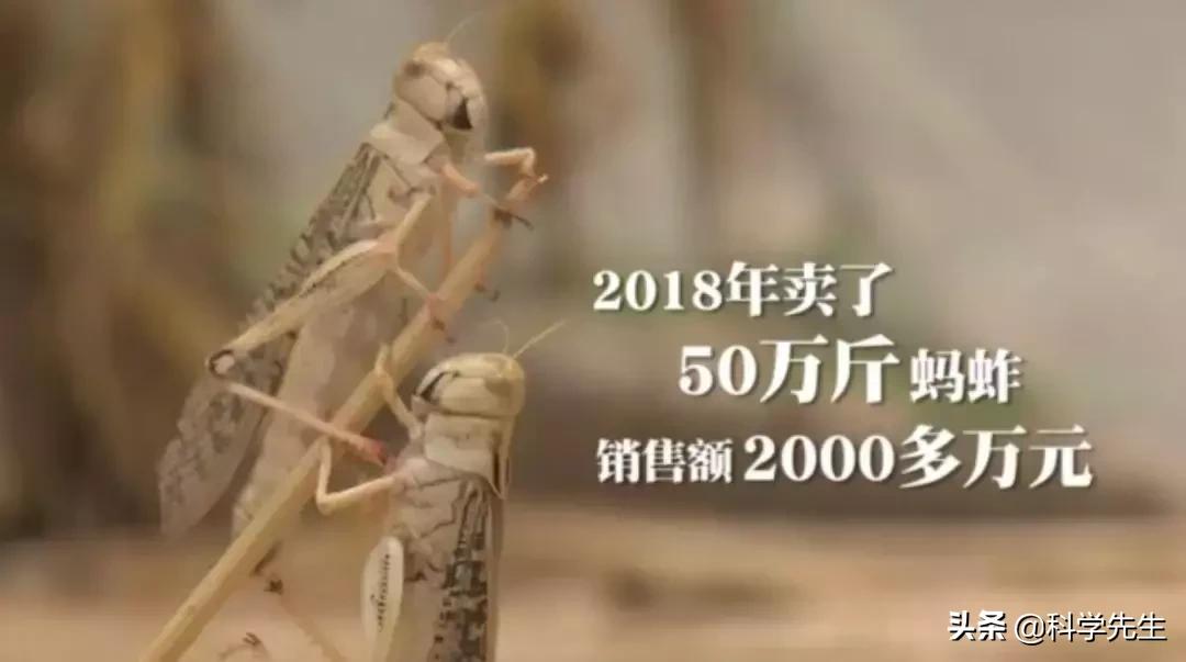 蚂蚱酱销量,销量蚂蚱