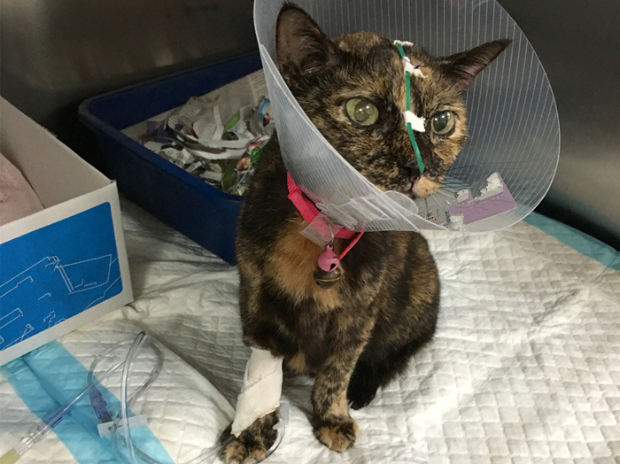 猫咪吃了异物催吐的最佳时间,猫咪吞进异物有什么表现