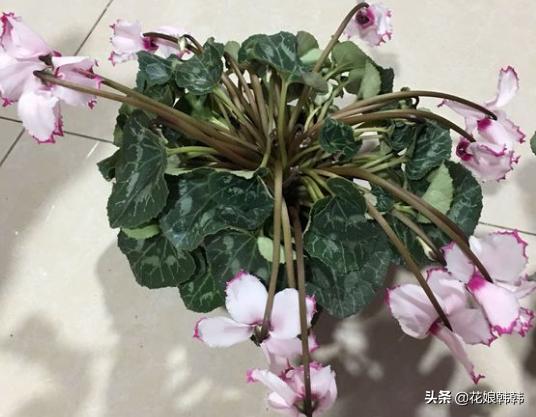 仙客来花杆越开越矮怎么回事,仙客来一直长叶子不长花苞