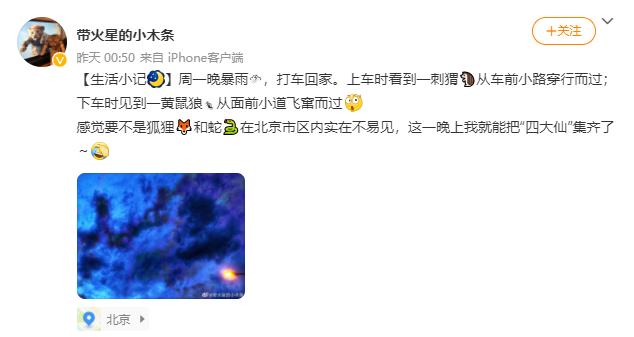 北京的黄鼠狼,北京市区黄鼠狼