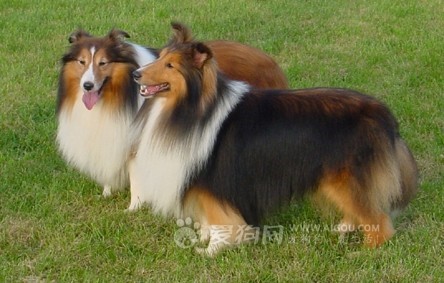 这几种高颜值狗狗你认识哪些,盘点最靠谱的狗狗看看你知道几种