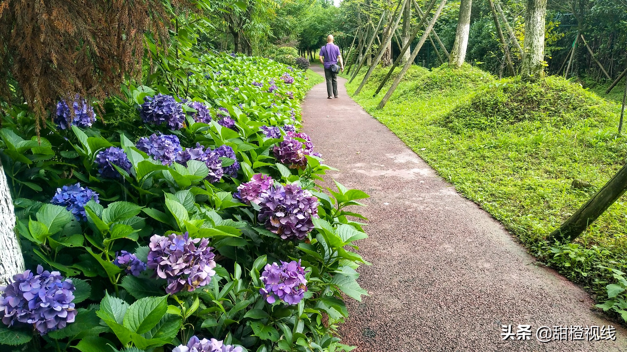 峨眉山七里坪周边有什么景点,峨眉半山七里坪网红打卡地